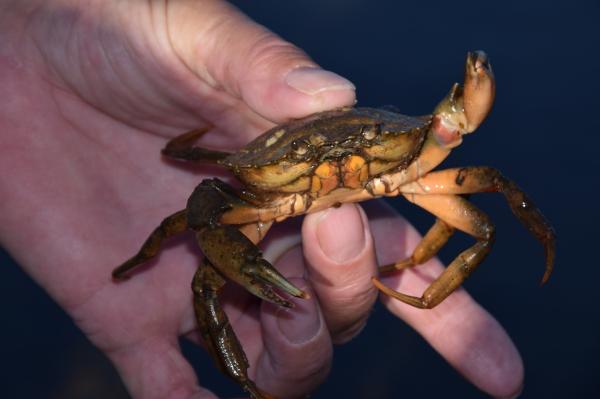 Types of Crabs - Different Crab Species - Brown crab (Cancer pagurus)