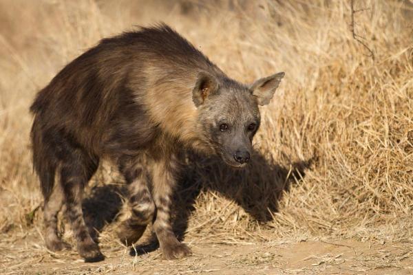 How Many Types of Hyenas Are There? - Brown hyena