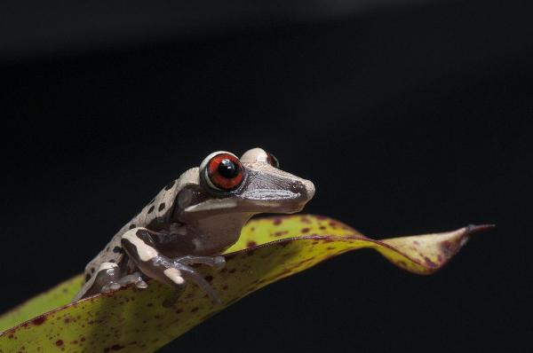 Types of Poisonous Frog Species - Bruno's casque-headed frog (Aparasphenodon brunoi)