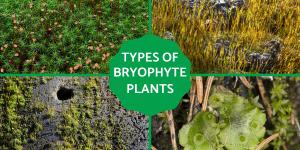 Bryophytes - Definition, Types and Examples