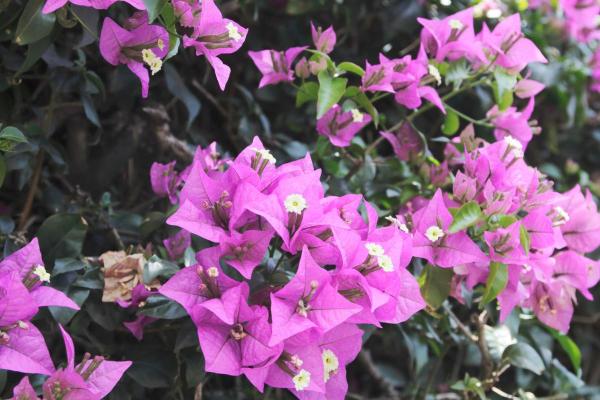 What Are Perennial Plants? - Bugambilia (Bougainvillea spectabilis)