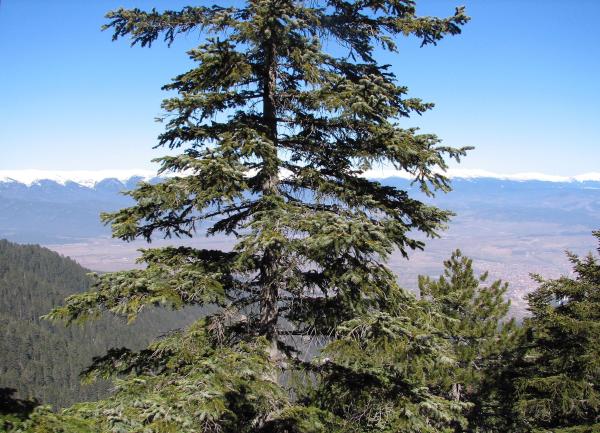 Different Types of Fir Trees - Bulgarian fir (Abies × borisii-regis)