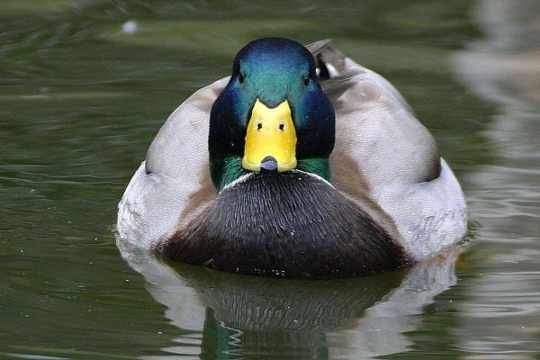 What Do Feathers Do? - 7 Functions & Benefits for Birds - Buoyancy