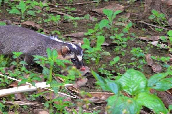 Different Types of Badgers - Burmese ferret-badger (Melogale personata)