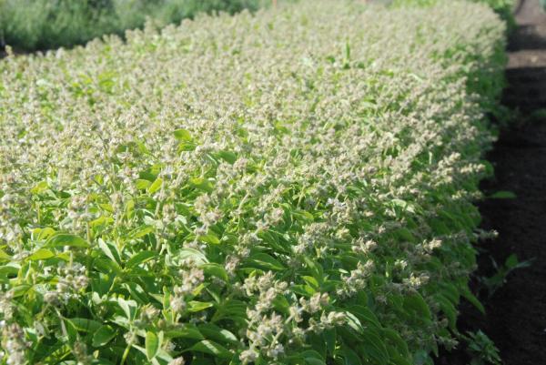 10 Types of Basil - Burns' Lemon basil (Ocimum basilicum var. citriodora 'Mrs Burns' Lemon')