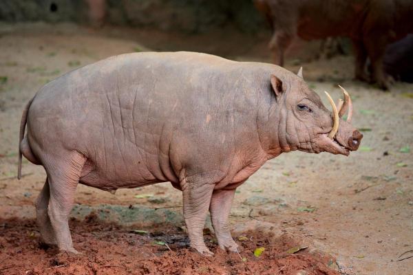Different Types of Swine Species - Buru babirusa (Babyrousa babyrussa)