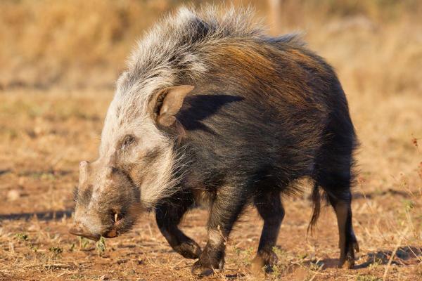 Different Types of Swine Species - Bushpig (Potamochoerus larvatus)