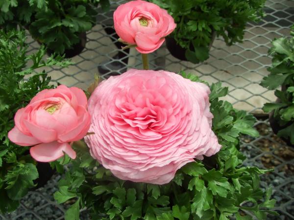 Flowers That Look Like Roses - Buttercup