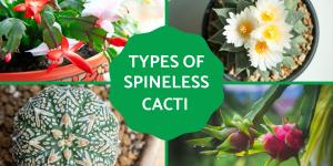 Cactus Without Spines - Spineless Cactus Types