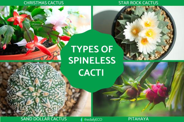 Cactus Without Spines - Spineless Cactus Types