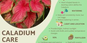 Caladium Plants - Care, Watering and Propagation