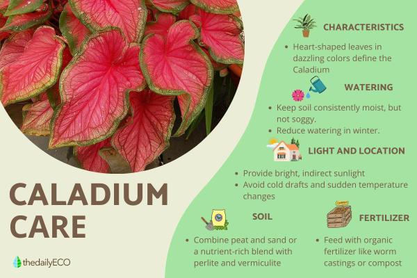 Caladium Plants - Care, Watering and Propagation