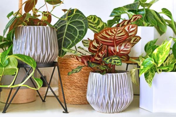 Plants That Absorb Moisture - Calathea
