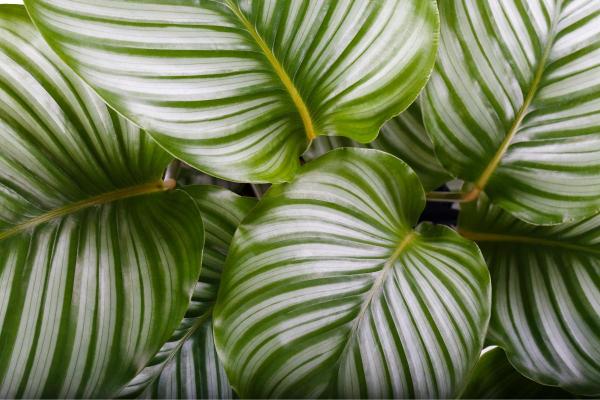 The Best Partial-Shade Plants - Calathea