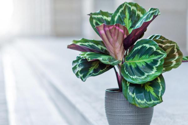 Plants With Colorful Leaves - Bright Foliage Plants - Calathea (Calathea)