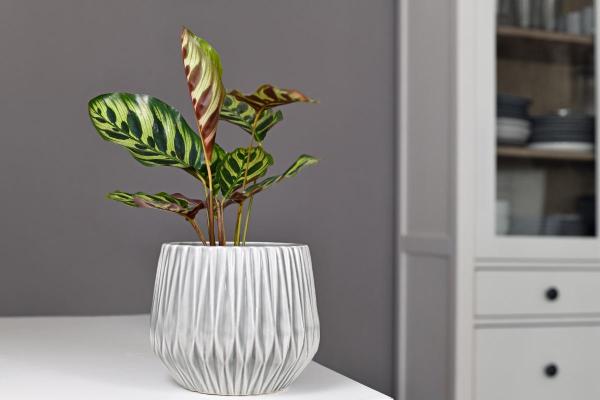 Best Plants for Dark Rooms - Calathea (Calathea spp.)