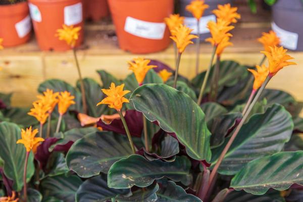 Types of Calathea Plants With Pictures - Calathea crocata (eternal flame plant)
