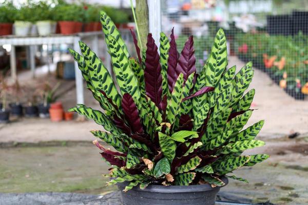 Types of Calathea Plants With Pictures - Calathea lancifolia