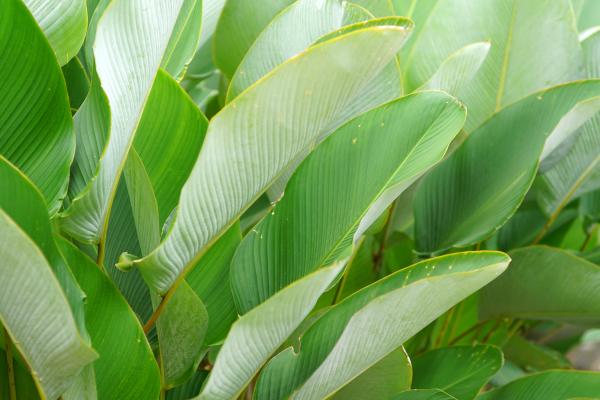 Types of Calathea Plants With Pictures - Calathea lutea