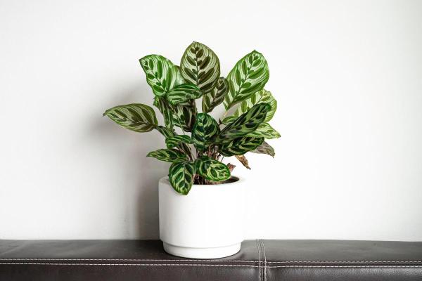 Types of Calathea Plants With Pictures - Calathea makoyana (peacock plant)
