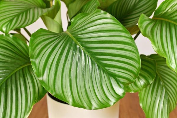 Types of Calathea Plants With Pictures - Calathea orbifolia