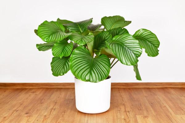 How to Care for Calathea Orbifolia - Calathea orbifolia transplant