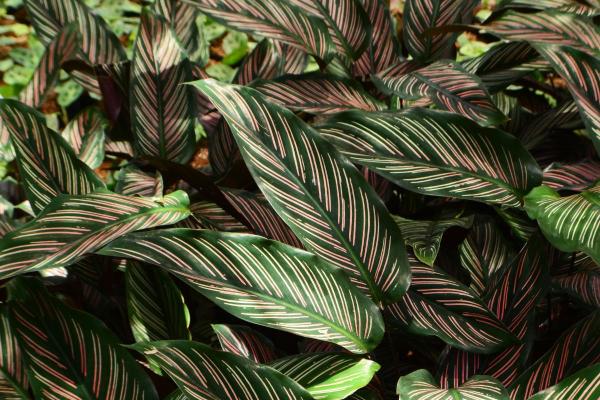 Types of Calathea Plants With Pictures - Calathea ornata (pinstripe calathea)