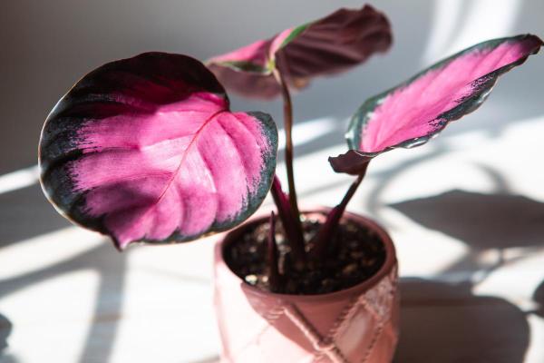 Types of Calathea Plants With Pictures - Calathea roseopicta ‘Rosy’