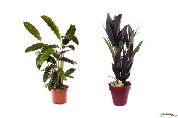 Types of Calathea Plants With Pictures - Calathea rufibarba (furry feather)
