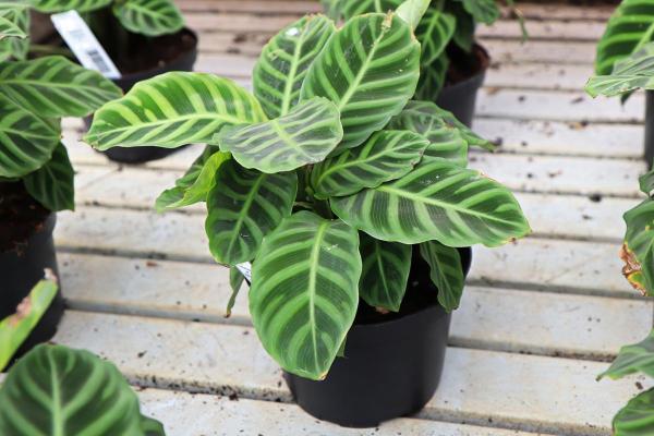 Types of Calathea Plants With Pictures - Calathea zebrina (zebra plant)