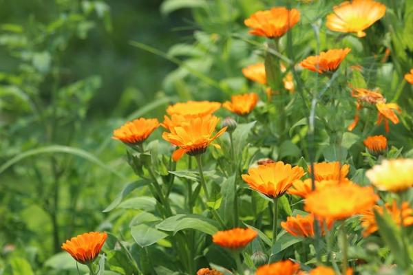 Plants That Repel Mosquitoes - Calendula (Calendula officinalis)