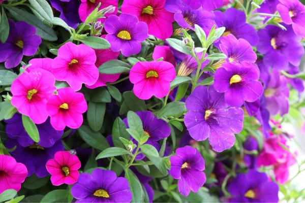 Beginner’s Guide to Calibrachoa or Million Bells - Calibrachoa characteristics