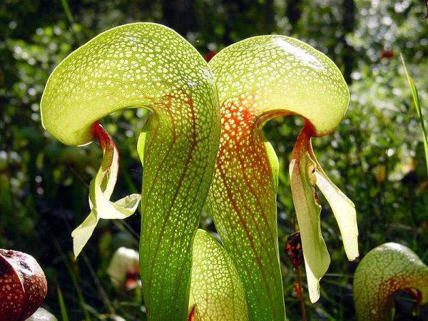 Types of Carnivorous Plants - California pitcher plant (Darlingtonia californica)