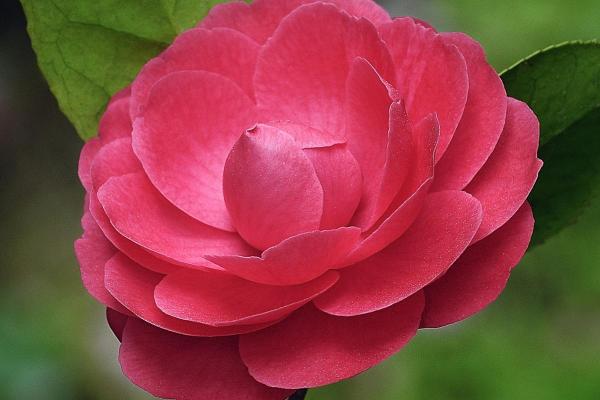 Flowers That Look Like Roses - Camellia
