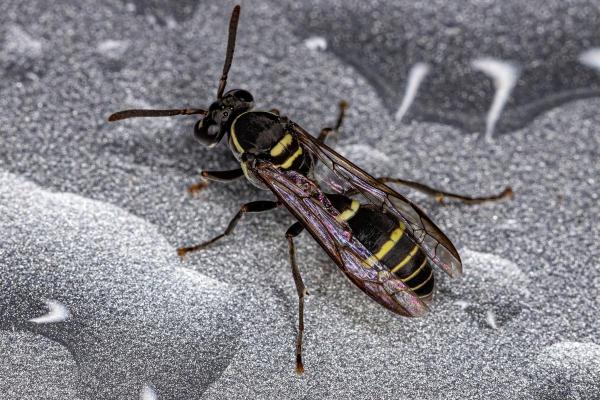 Types of Wasps and Hornets in Spain - Camoati (Polybia occidentalis)