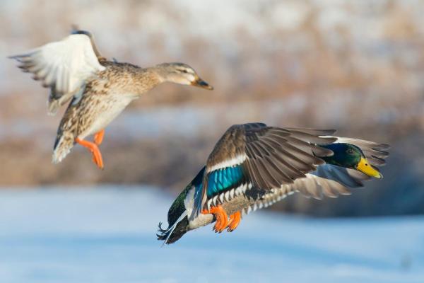 How High Can Ducks Fly? - Can all ducks fly?