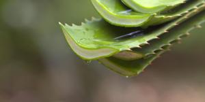 Can Aloe Vera Leaves Regrow After Being Cut?