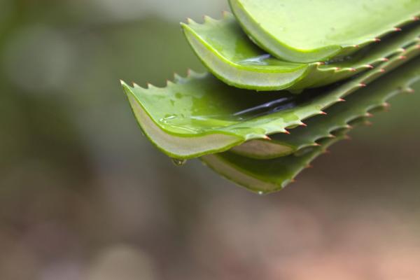 Can Aloe Vera Leaves Regrow After Being Cut?
