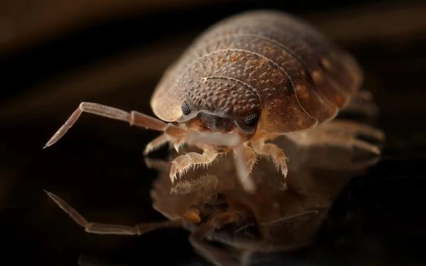 Can Bed Bugs Fly?