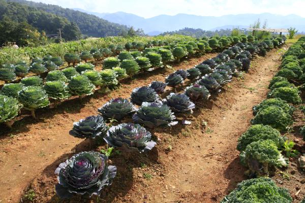 Difference Between Organic and Natural Food - Can genetically modified food (GMOs) be organic?