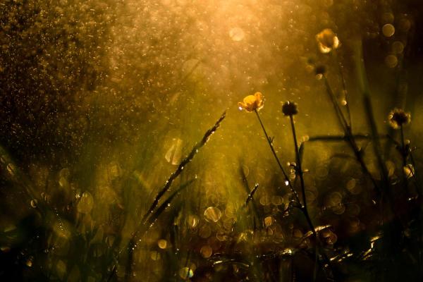 Why Does Rain Have a Certain Smell? - Can humans smell petrichor better than animals?