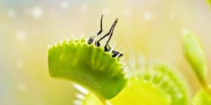 Can Plants Move? - Tropic and Nastic Movements