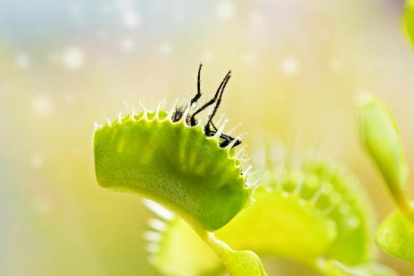 Can Plants Move? - Tropic and Nastic Movements