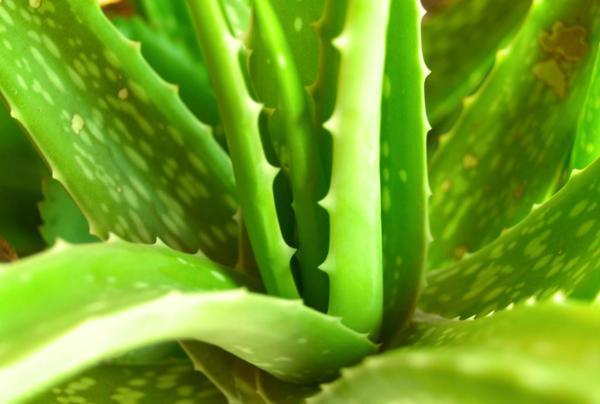 Can Aloe Vera Leaves Regrow After Being Cut? - Can you cut aloe vera leaves for propagation?