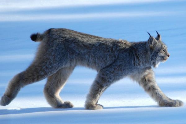 Different Types of Lynx Cat - Canada lynx (Lynx canadensis)