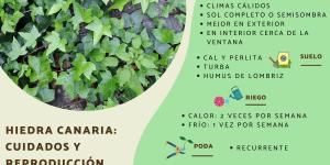 Canary Island Ivy Care and Propagation