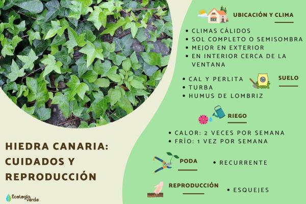 Canary Island Ivy Care and Propagation