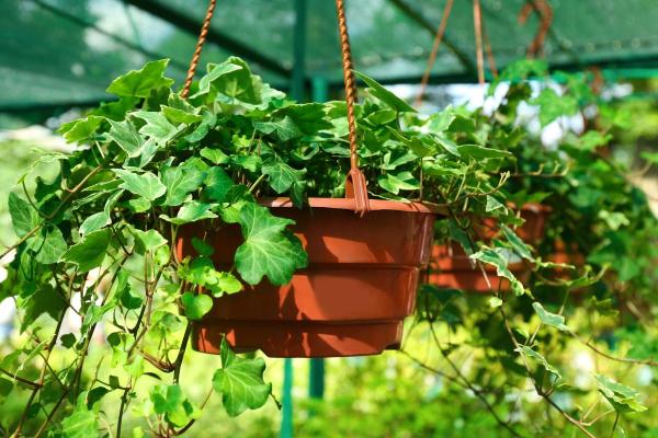 Canary Island Ivy Care and Propagation - Canary Island ivy soil and fertilizer