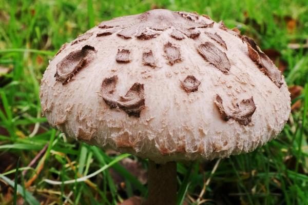 What Are the Different Parts of a Mushroom? - Cap (Pileus)