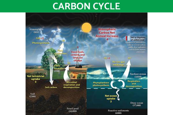 What Are Biogeochemical Cycles? - Carbon cycle